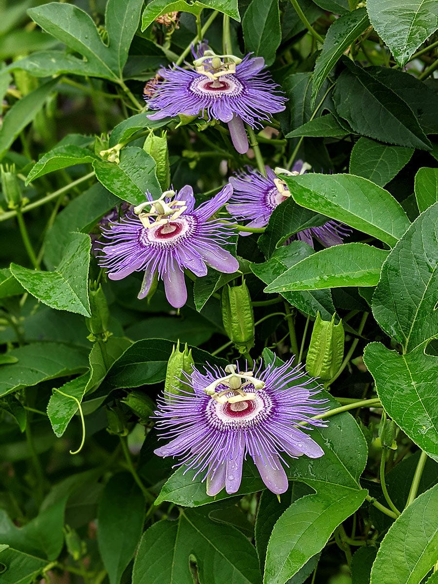 passiflora incarnata