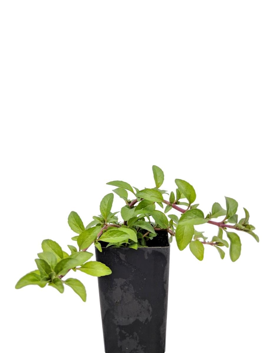 Mint - Pennyroyal Mint