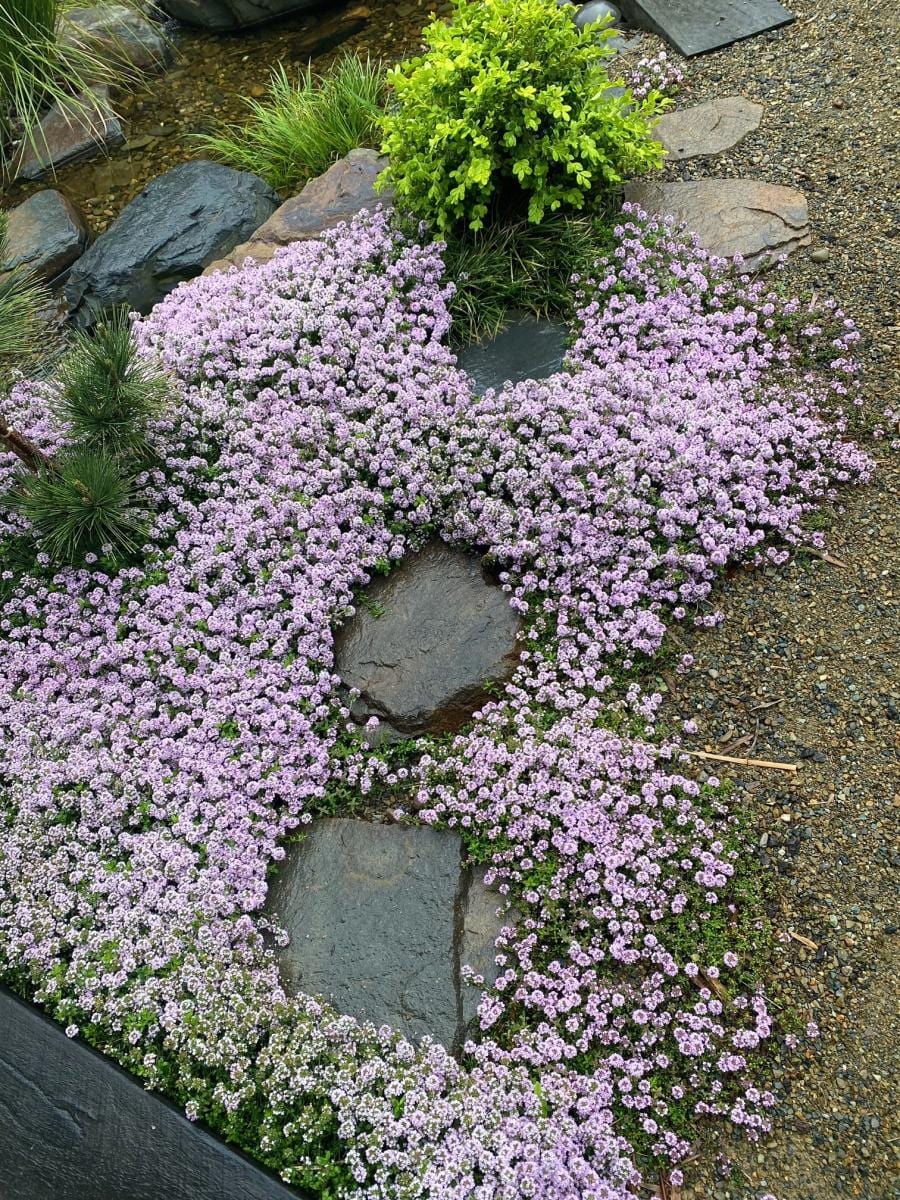 Thyme - Pink Chintz Thyme