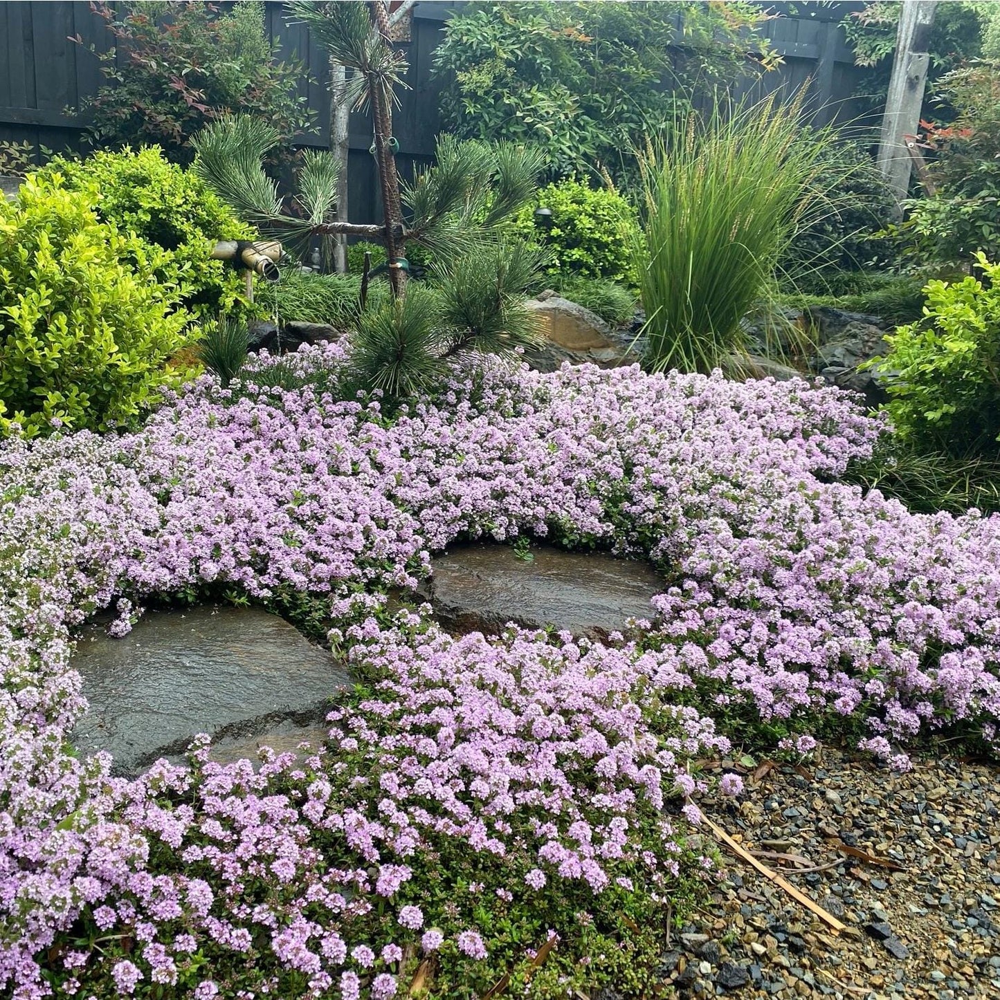 Thyme - Pink Chintz Thyme