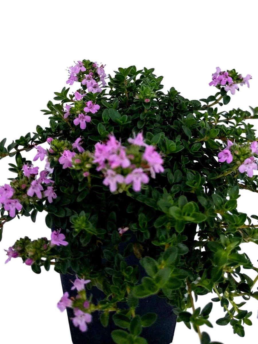 Thyme - Pink Matting Thyme