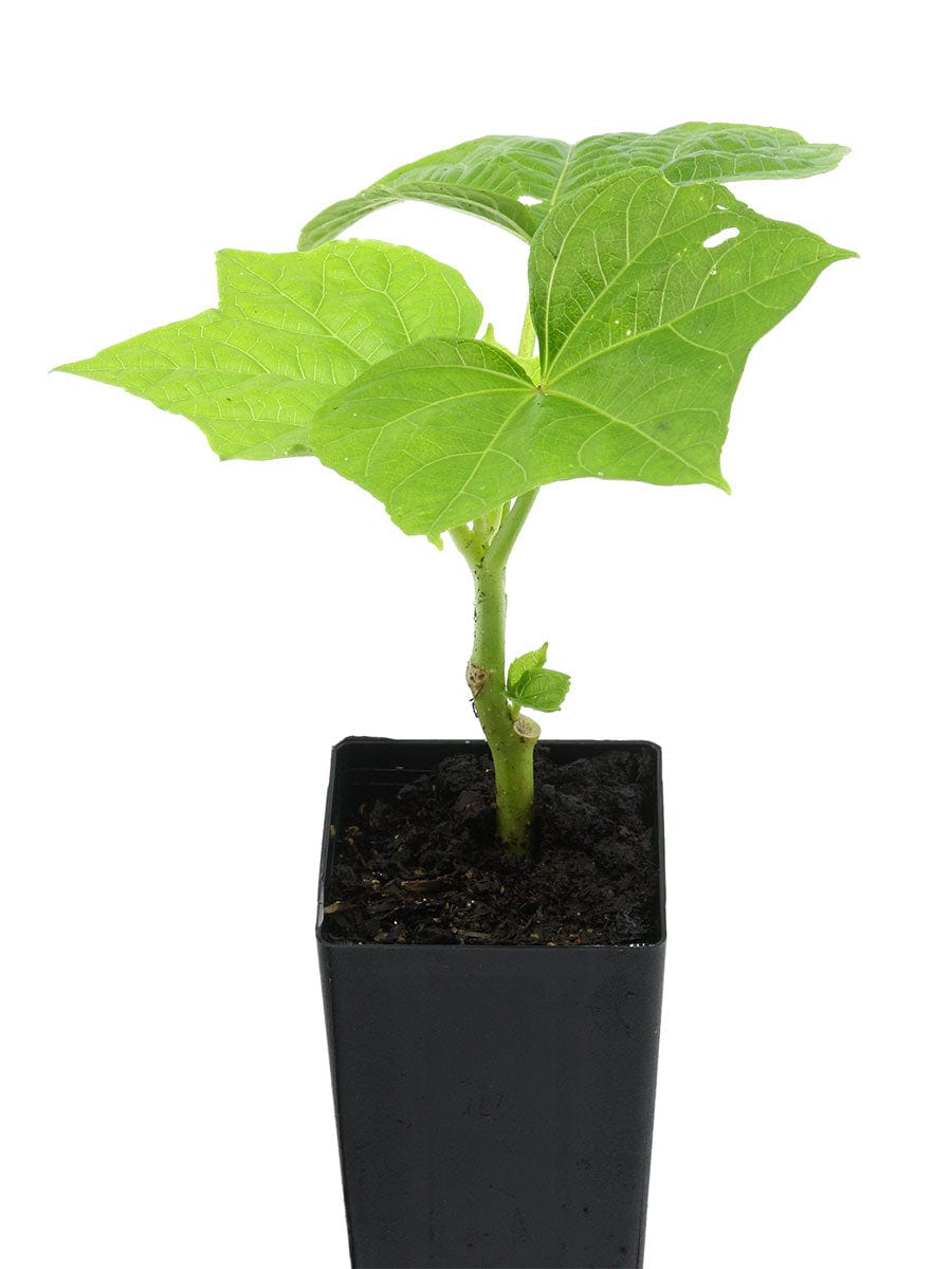Queensland Greens