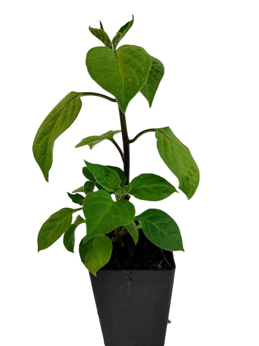 Chilli Rocoto