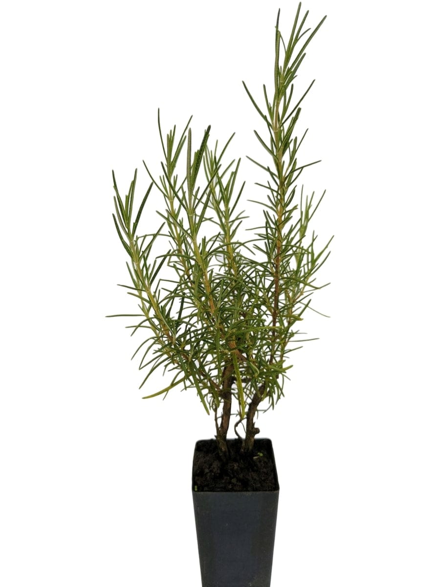 Rosemary - Benendon Blue Rosemary