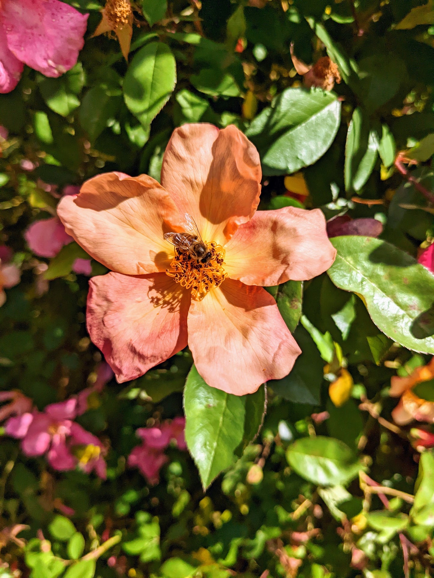 Rose Mutabilis