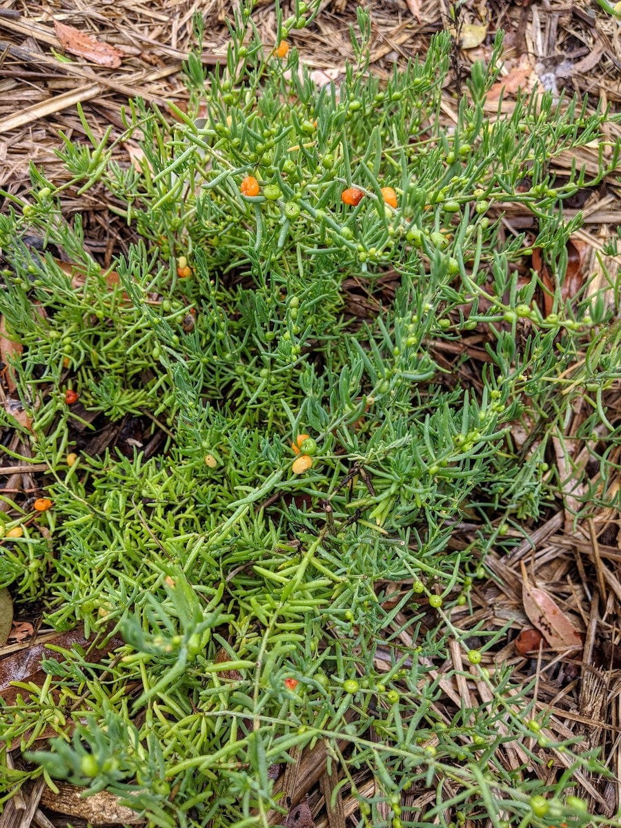 Ruby Saltbush