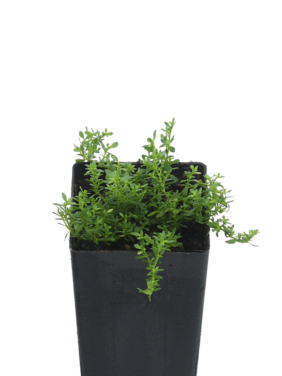Rupturewort
