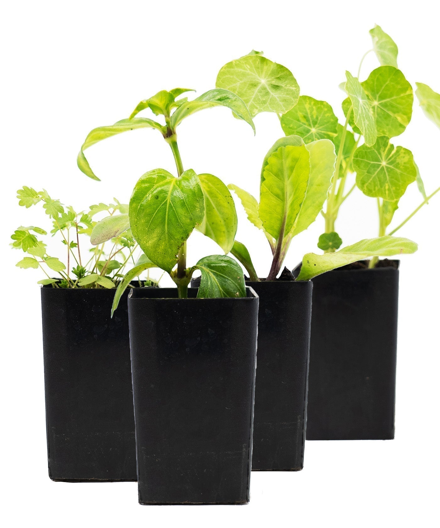 Salad Herb Starter Pack