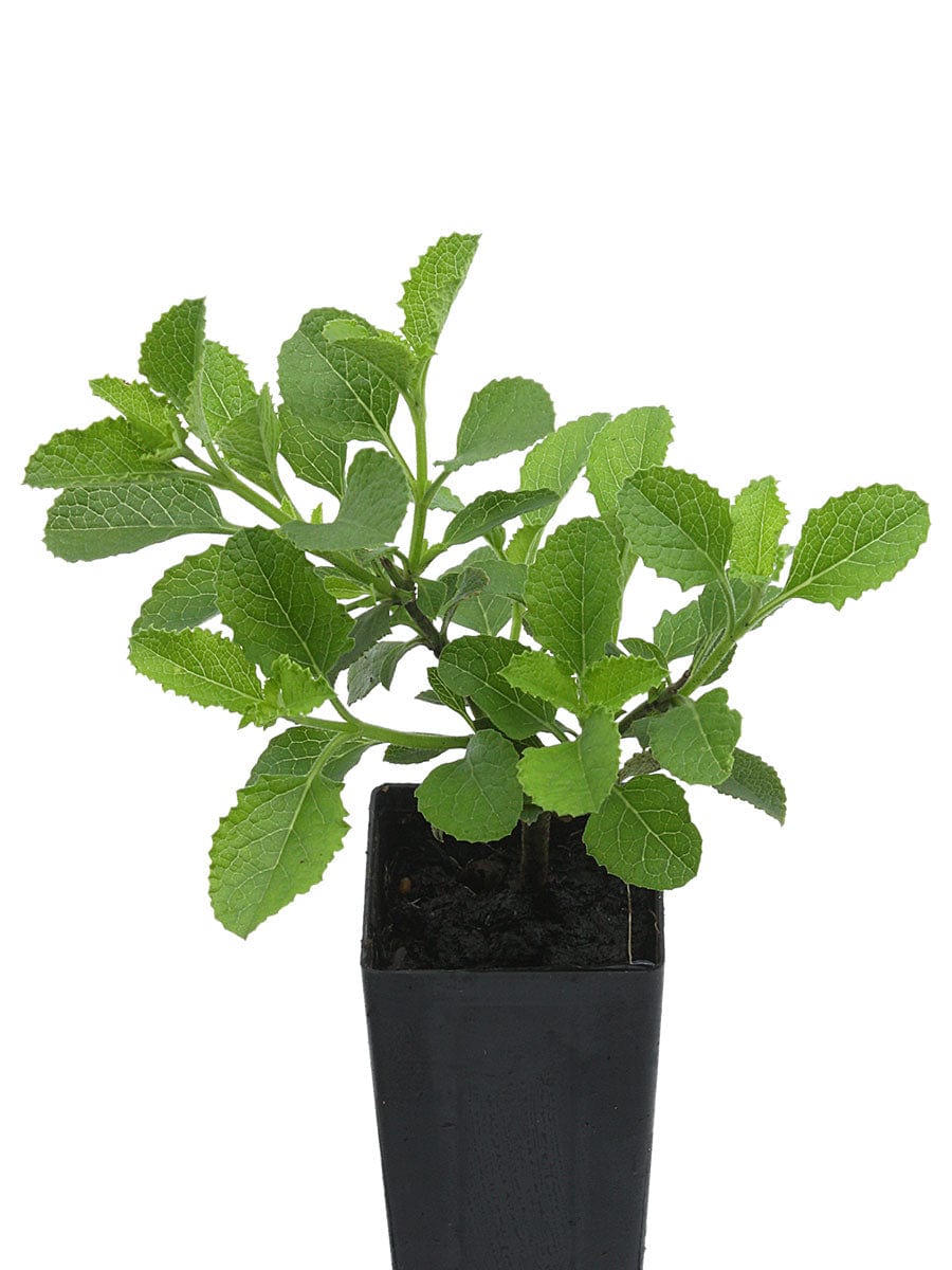 Salvia 'African Sky'