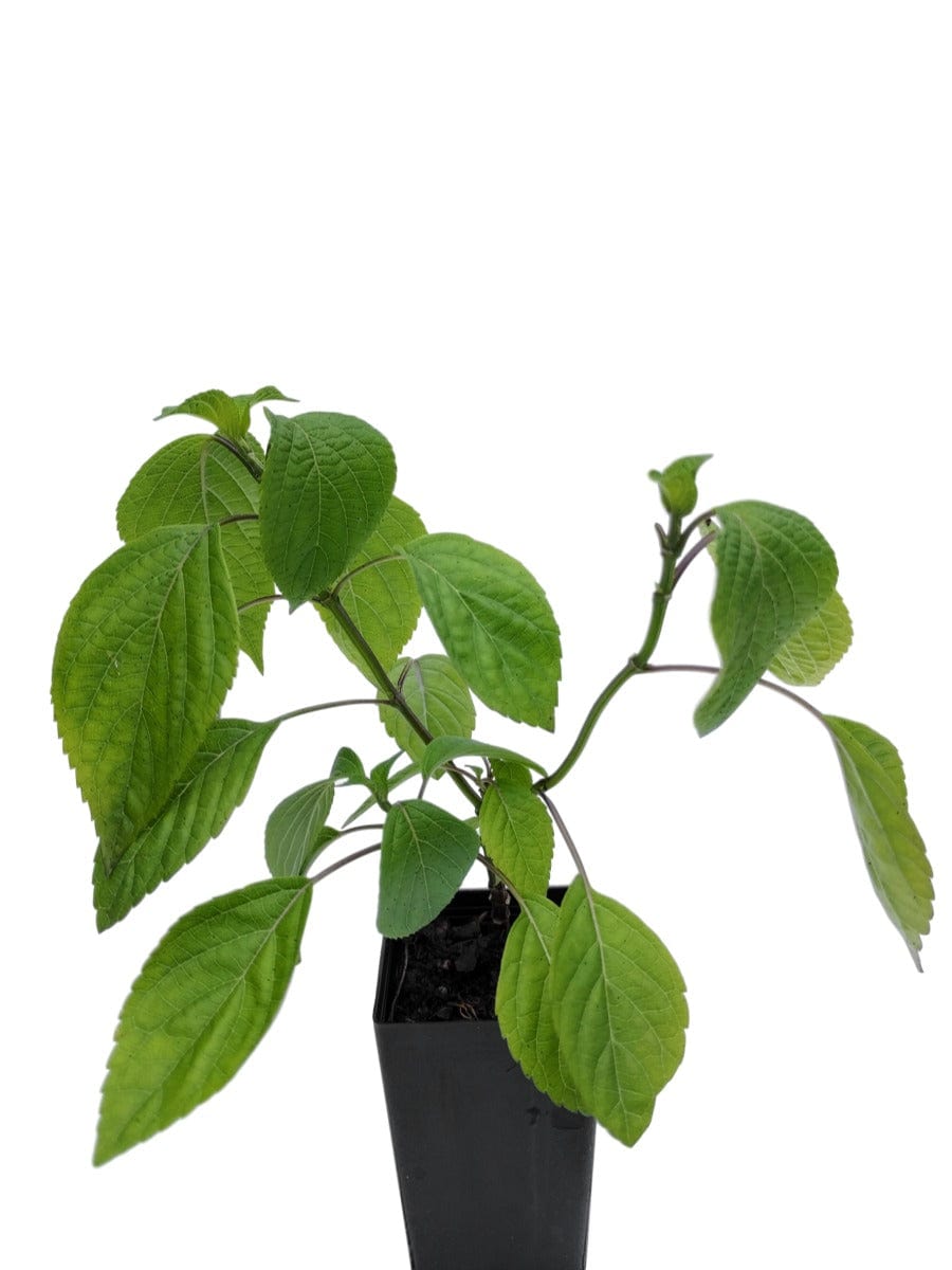 Salvia caudata