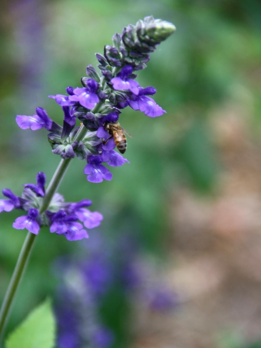 Salvia 'Indigo Spires'