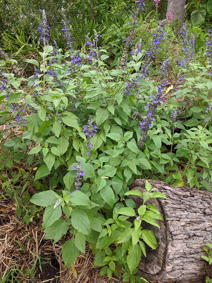 Salvia 'Indigo Spires'