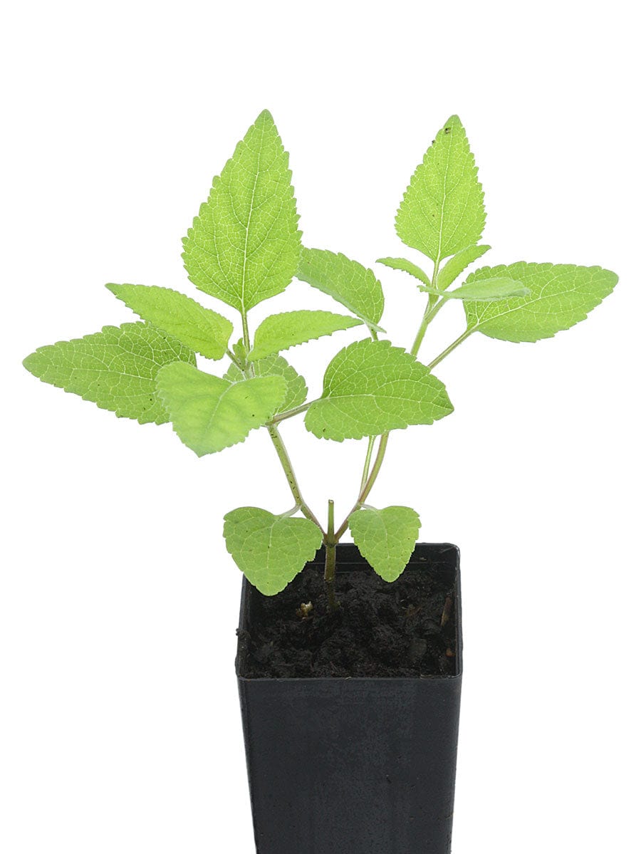 Salvia 'Josh'