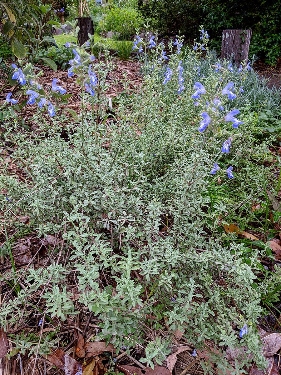 Salvia muirii