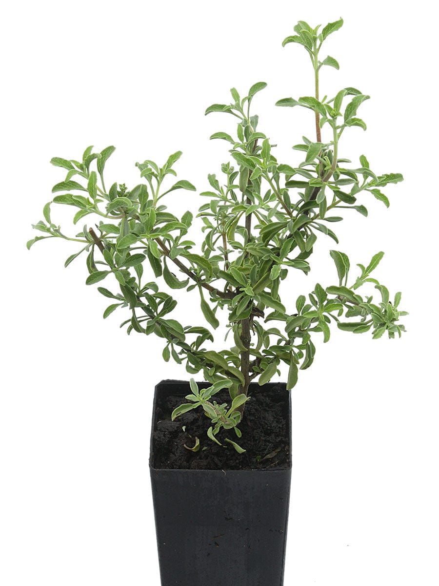 Salvia muirii