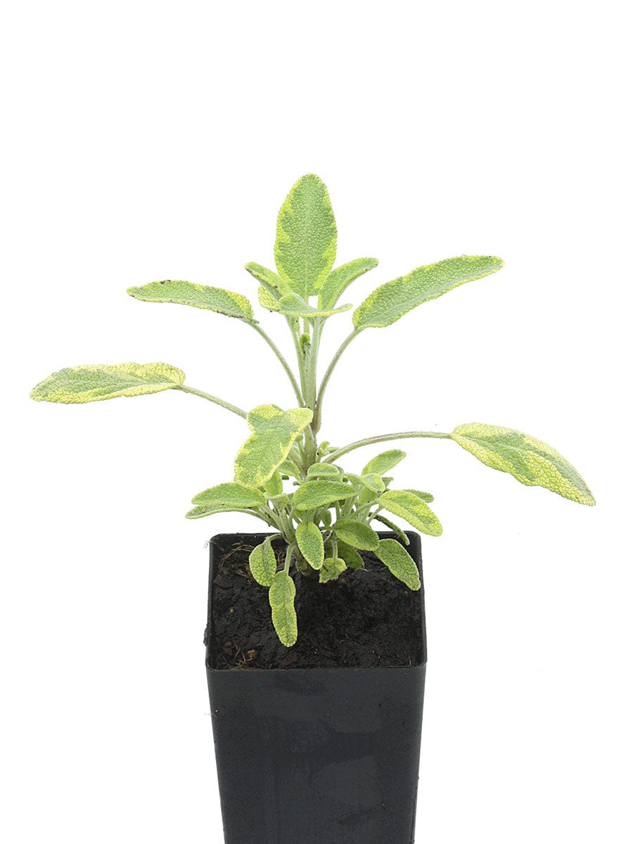 Salvia officinalis 'Icterina' 'Golden Sage'
