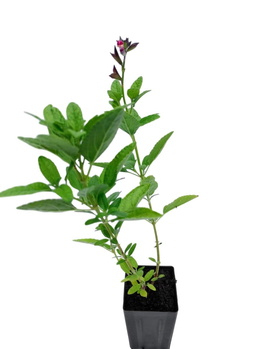 Salvia microphylla 'Sweet Laura'