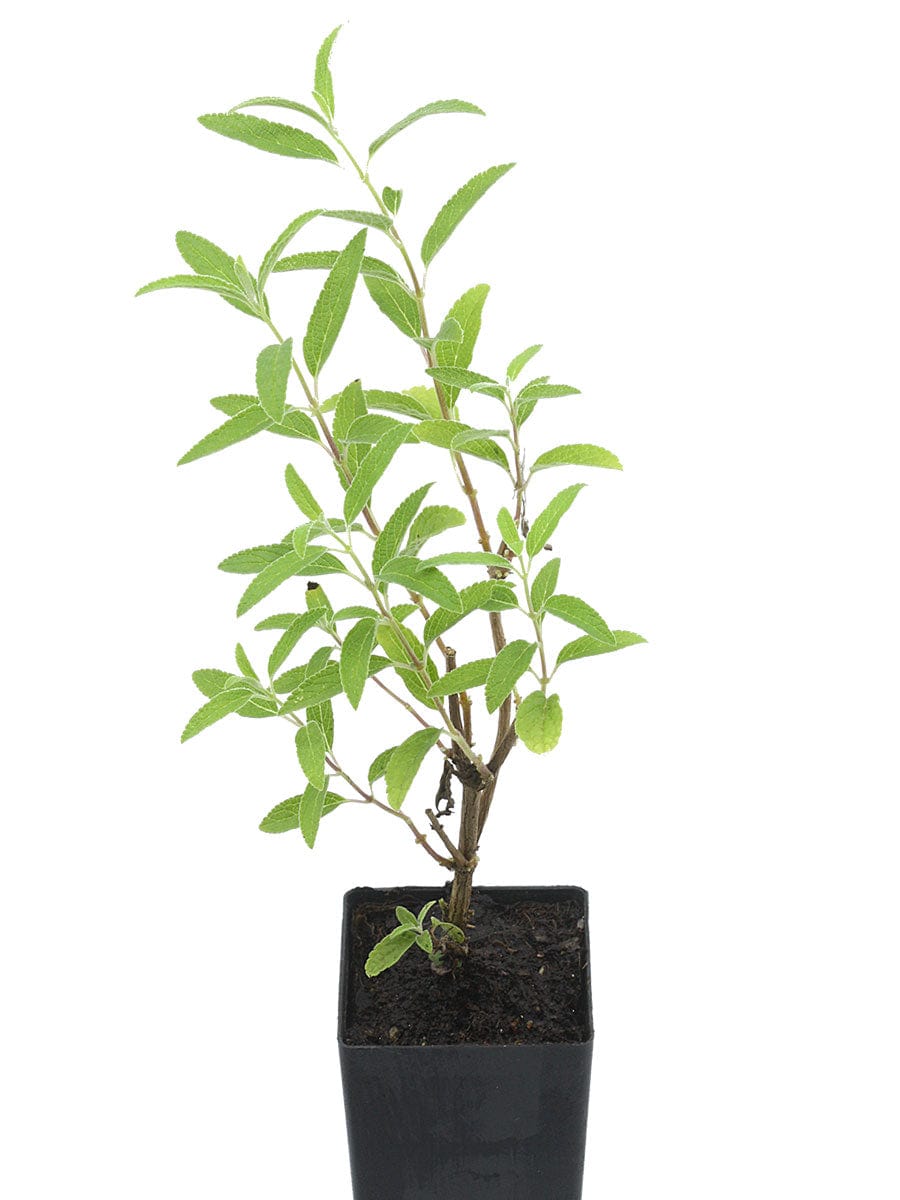 Salvia x westerae