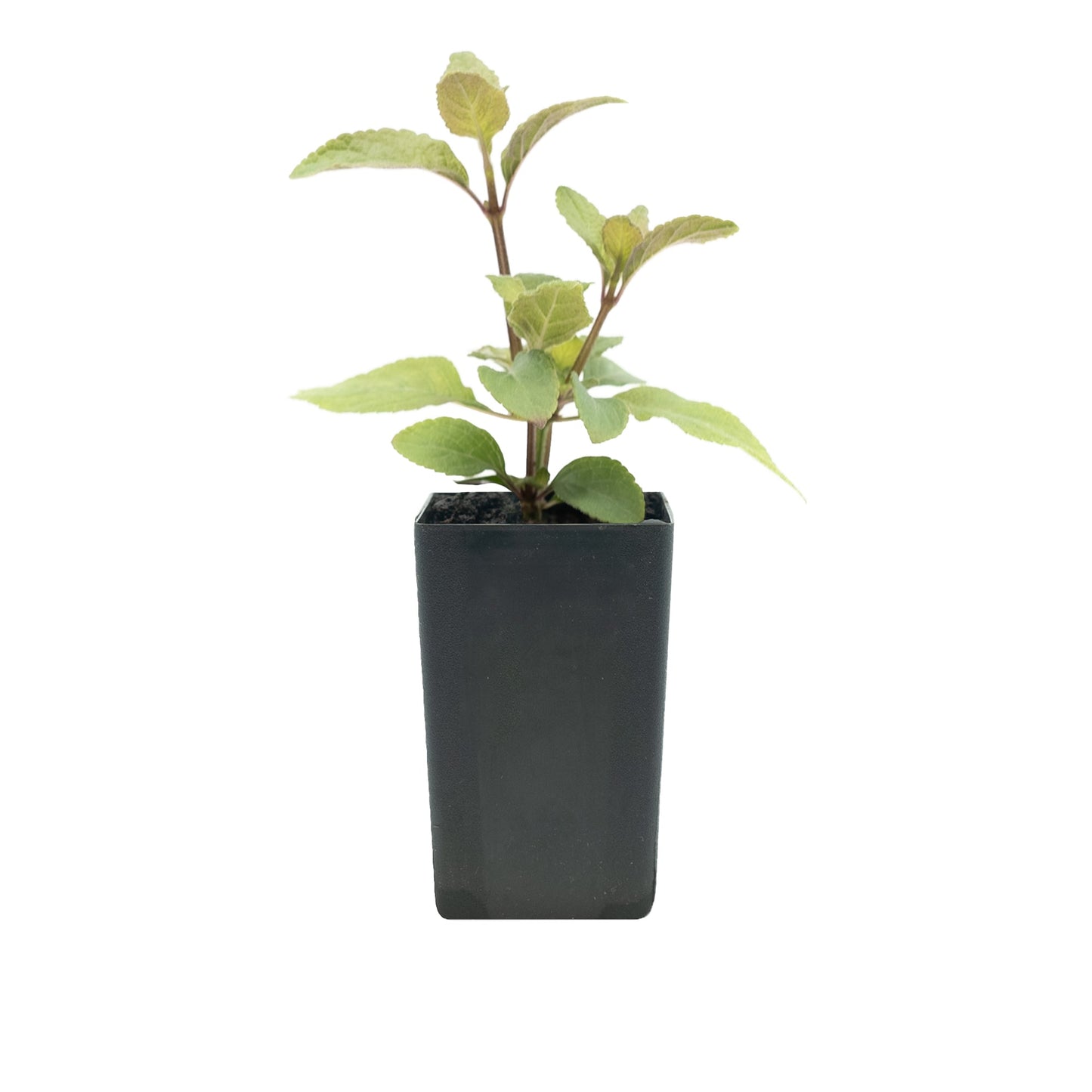 Salvia agnes