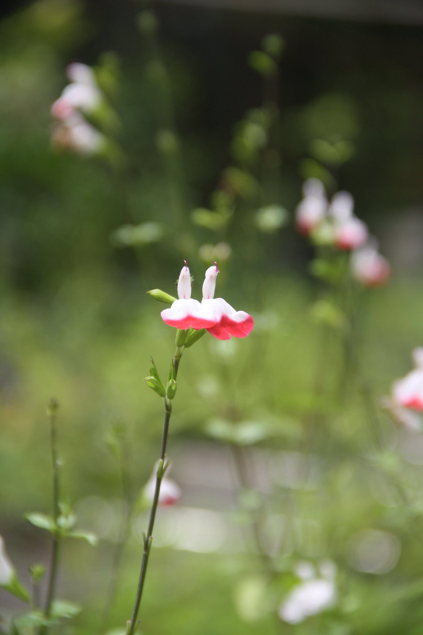 Salvia microphylla 'Hot Lips'