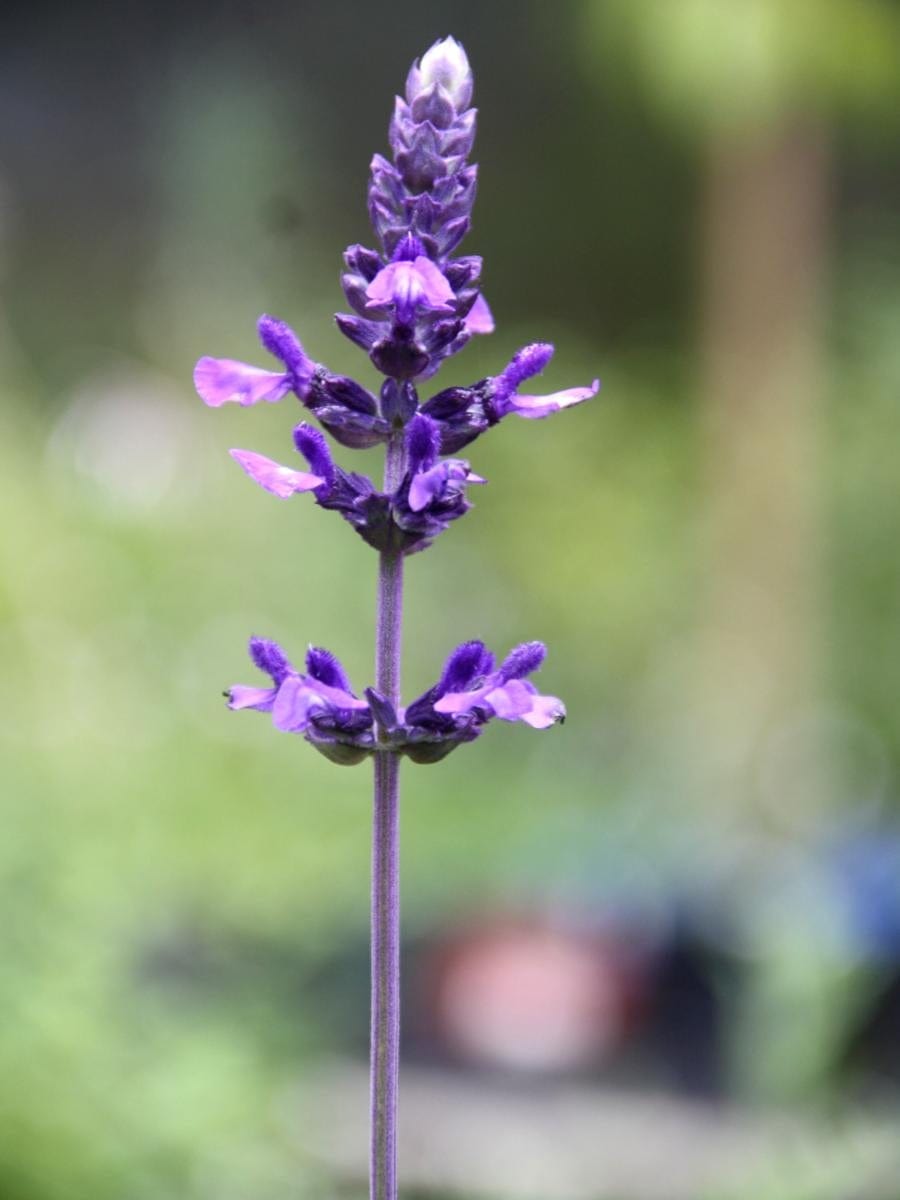 Salvia 'Mystic Spires'