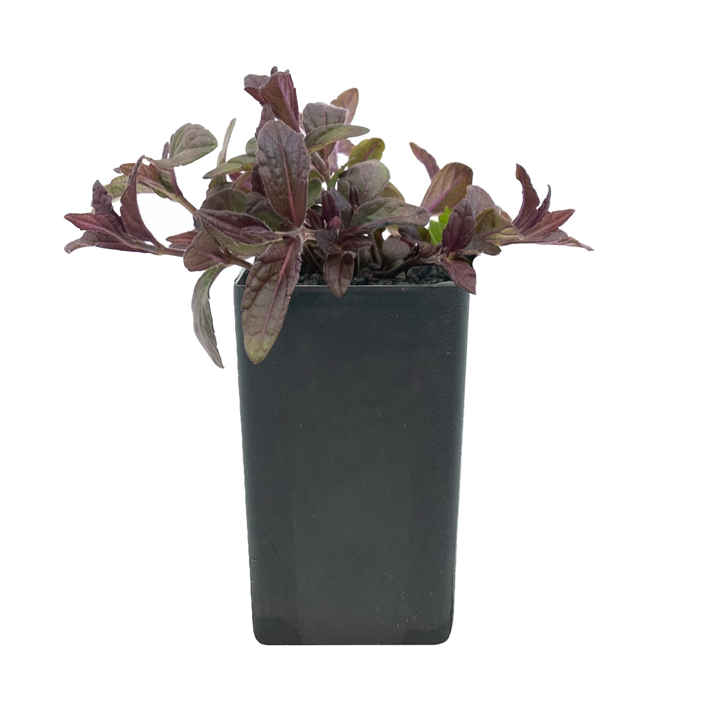 Salvia sinaloensis