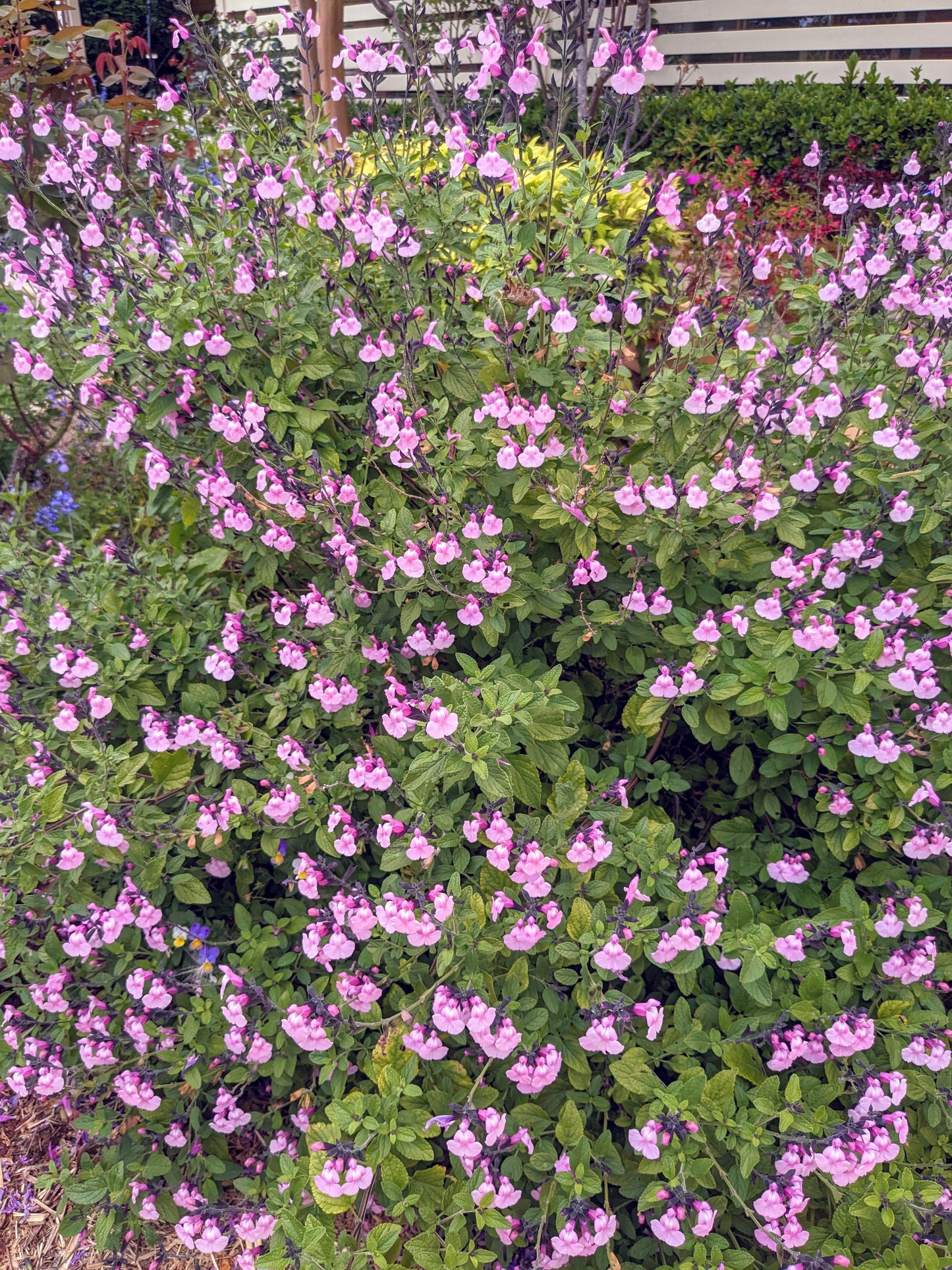 Salvia microphylla 'Angel Wings'