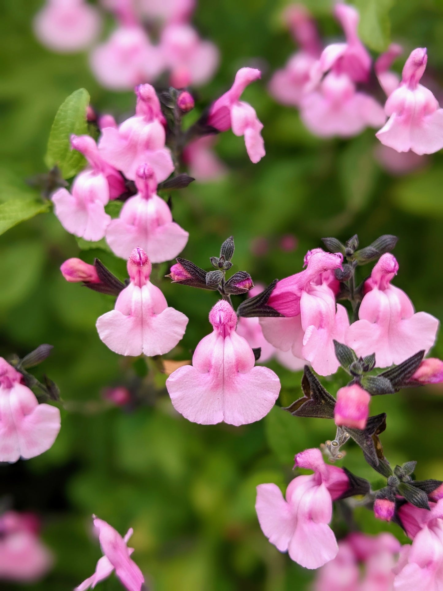 Salvia microphylla 'Angel Wings'