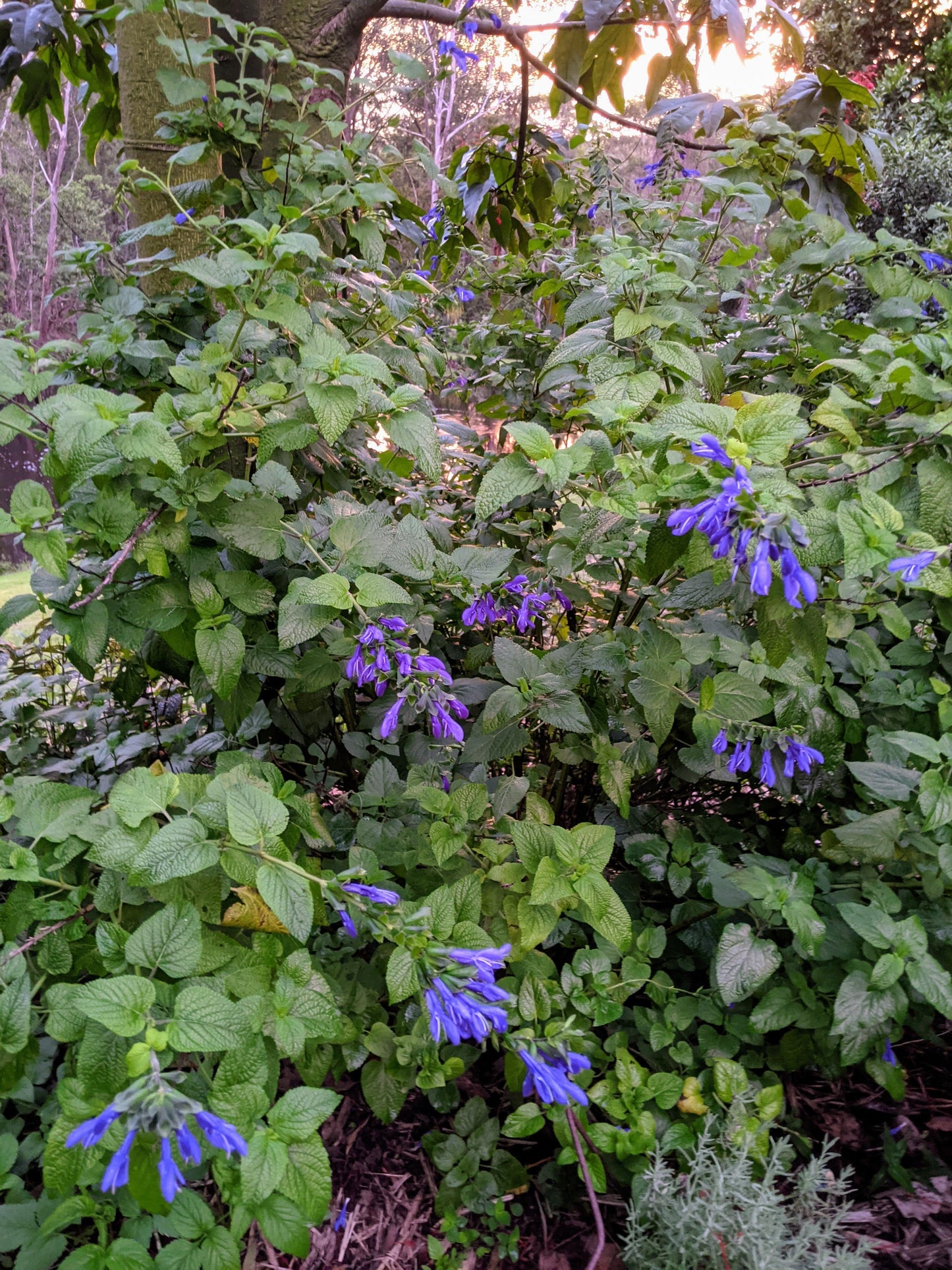 Salvia guaranitica 'Tequila'