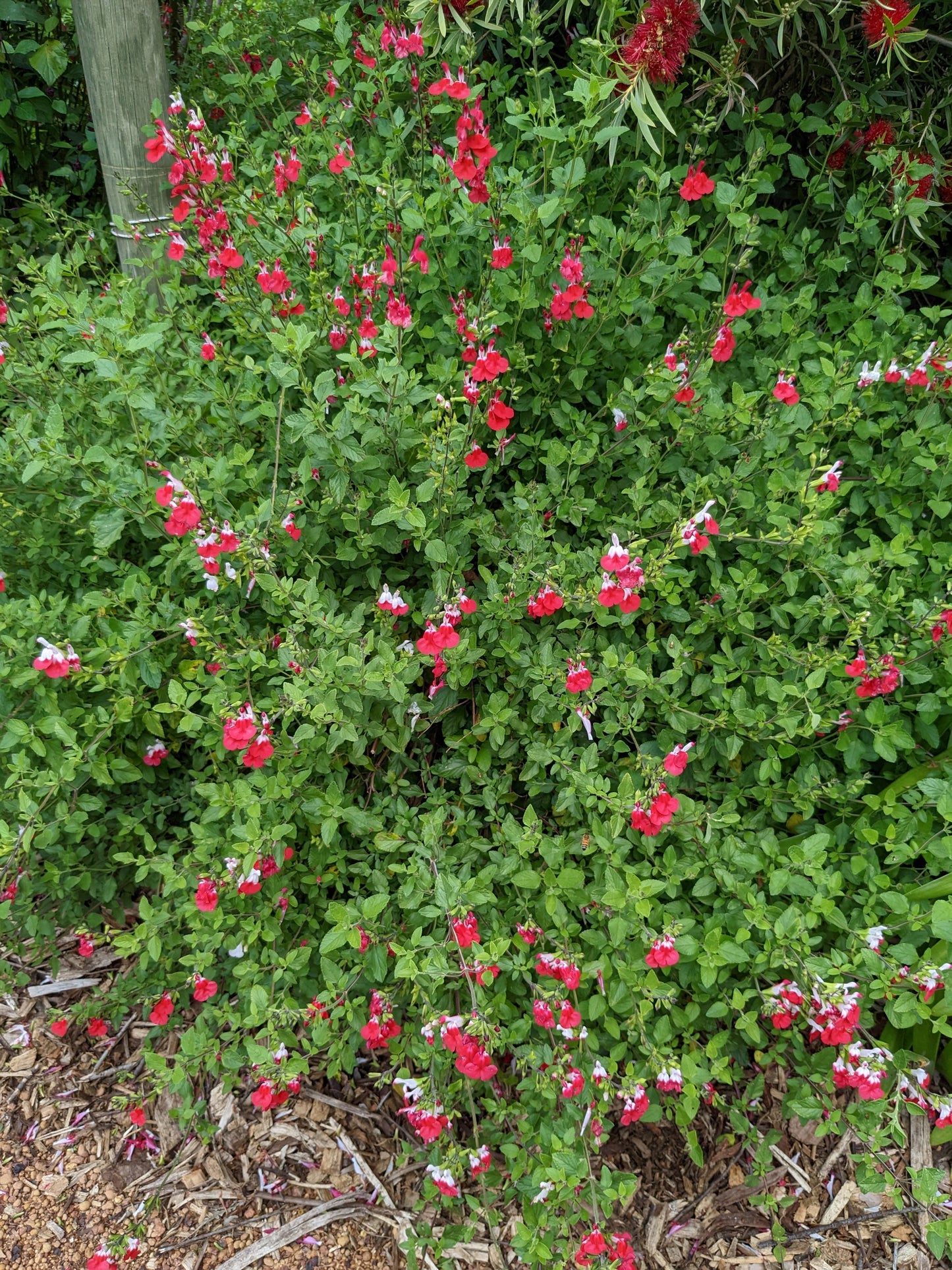 Salvia microphylla 'Hot Lips'