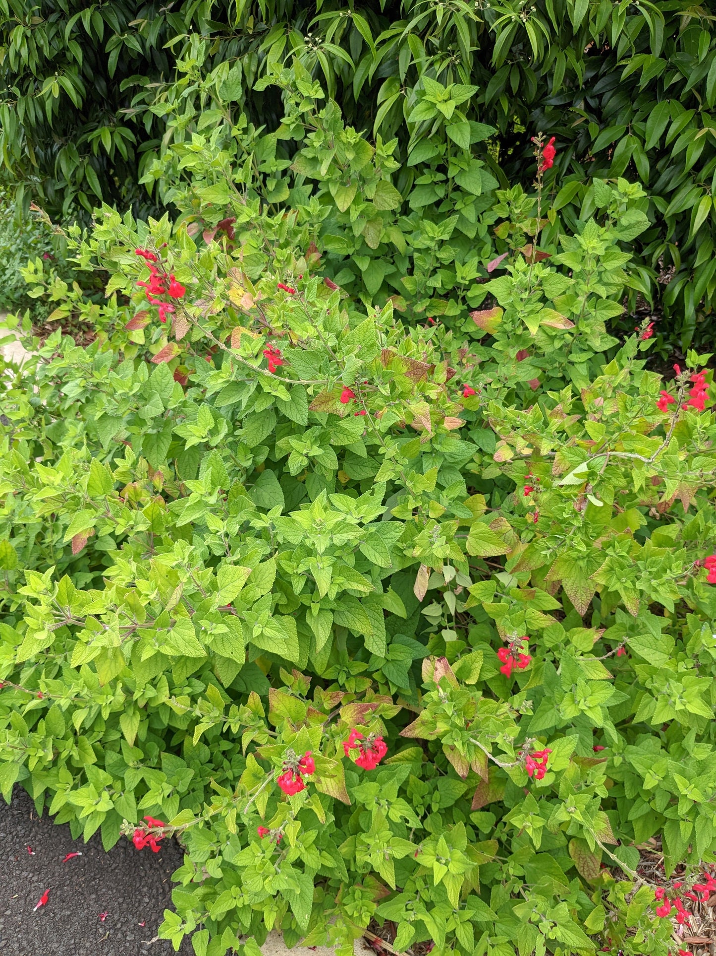 Salvia 'Josh'
