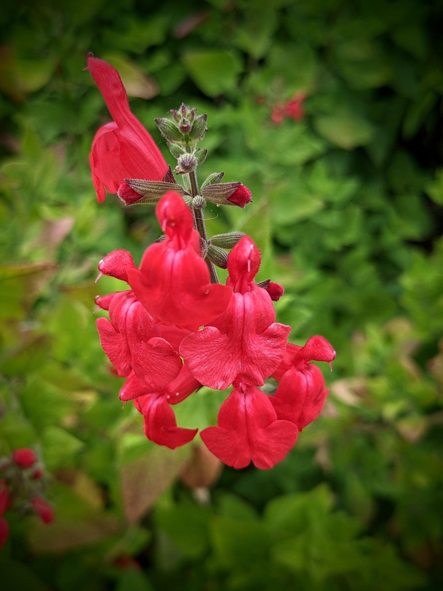 Salvia 'Josh'
