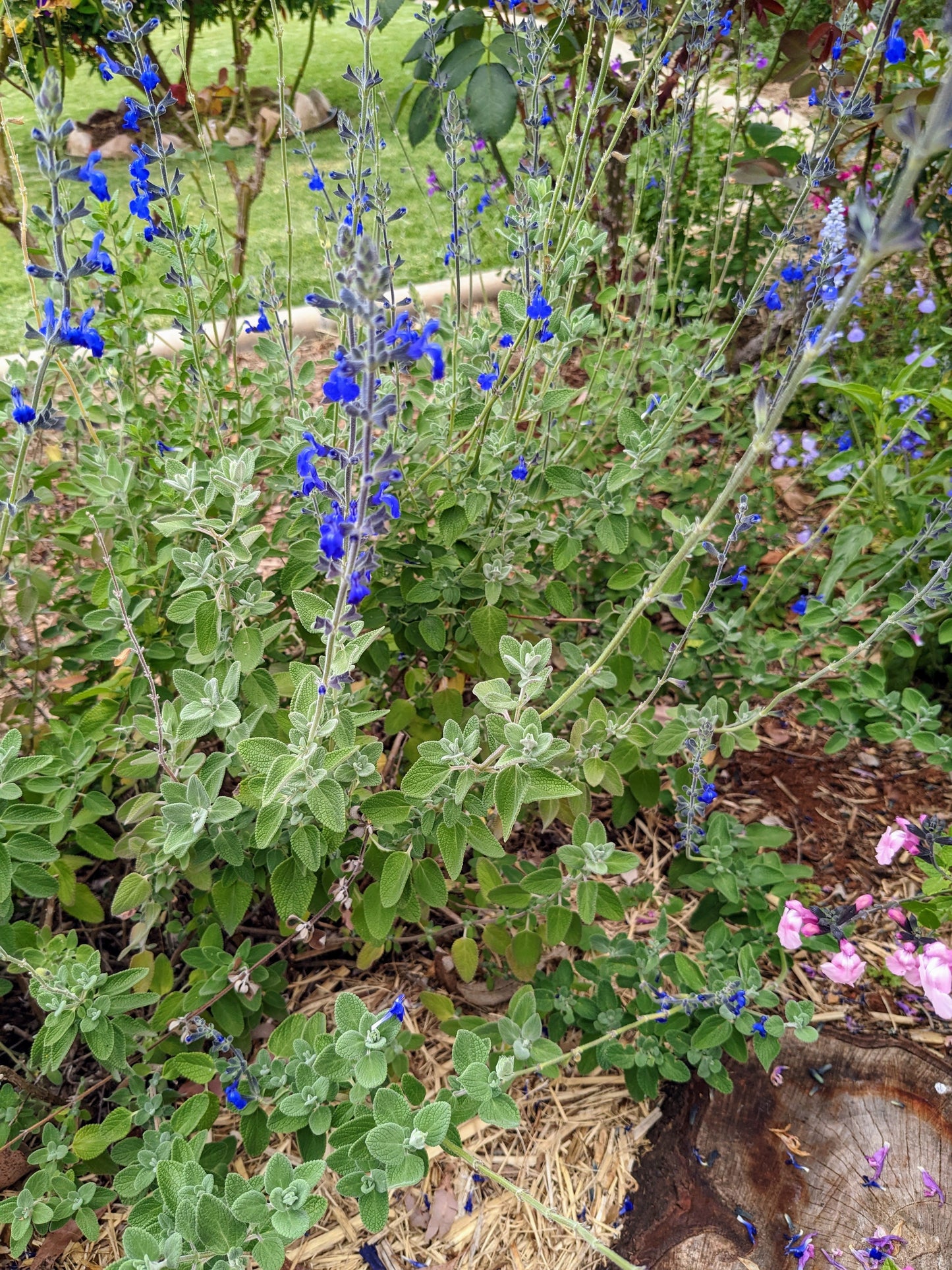 Salvia 'Marine Blue' Plant