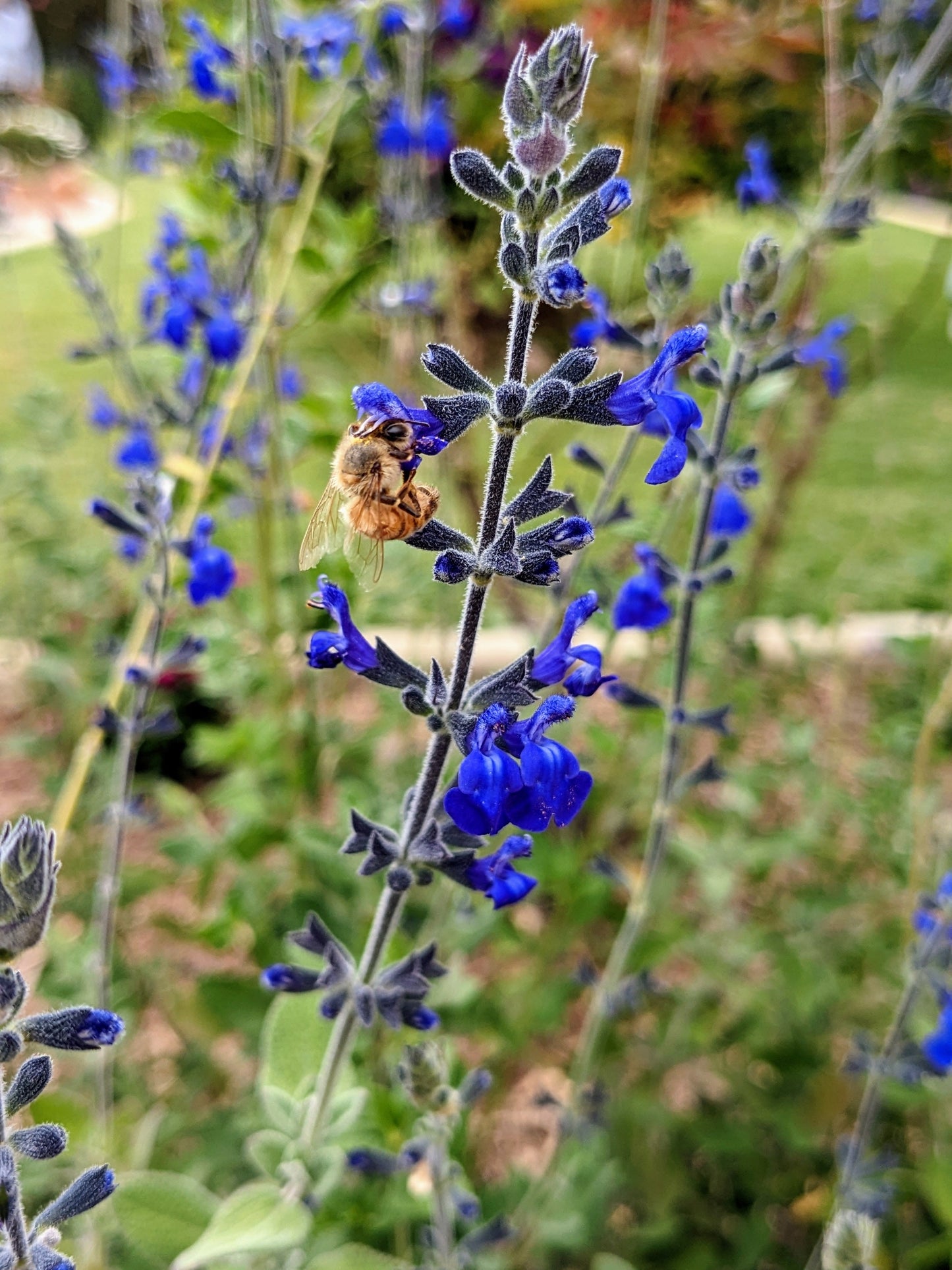 Salvia 'Marine Blue' Herb Plants