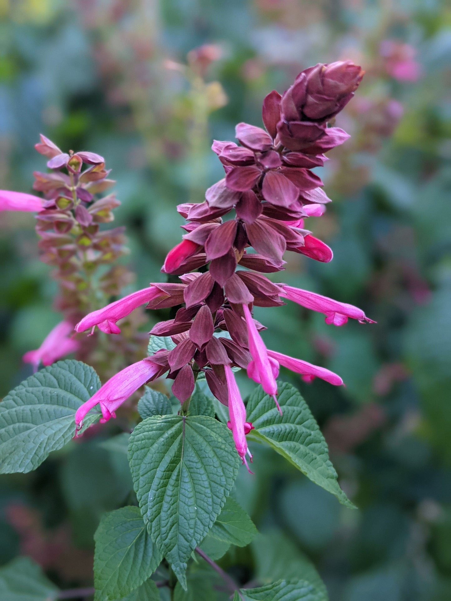 Salvia splendens 'Ellie'