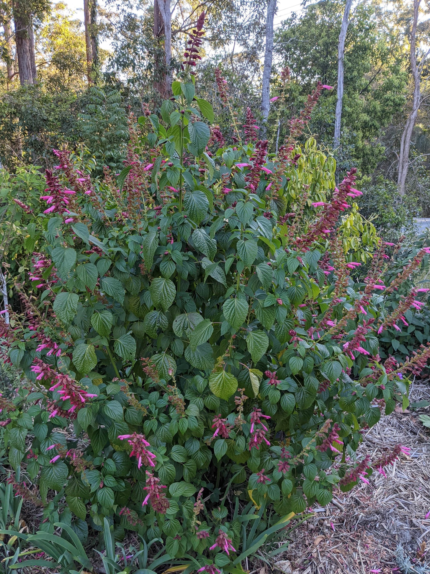 Salvia splendens 'Ellie'