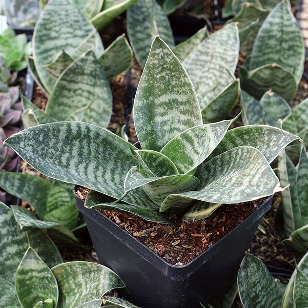 Sansevieria trifasciata 'Hahnii'