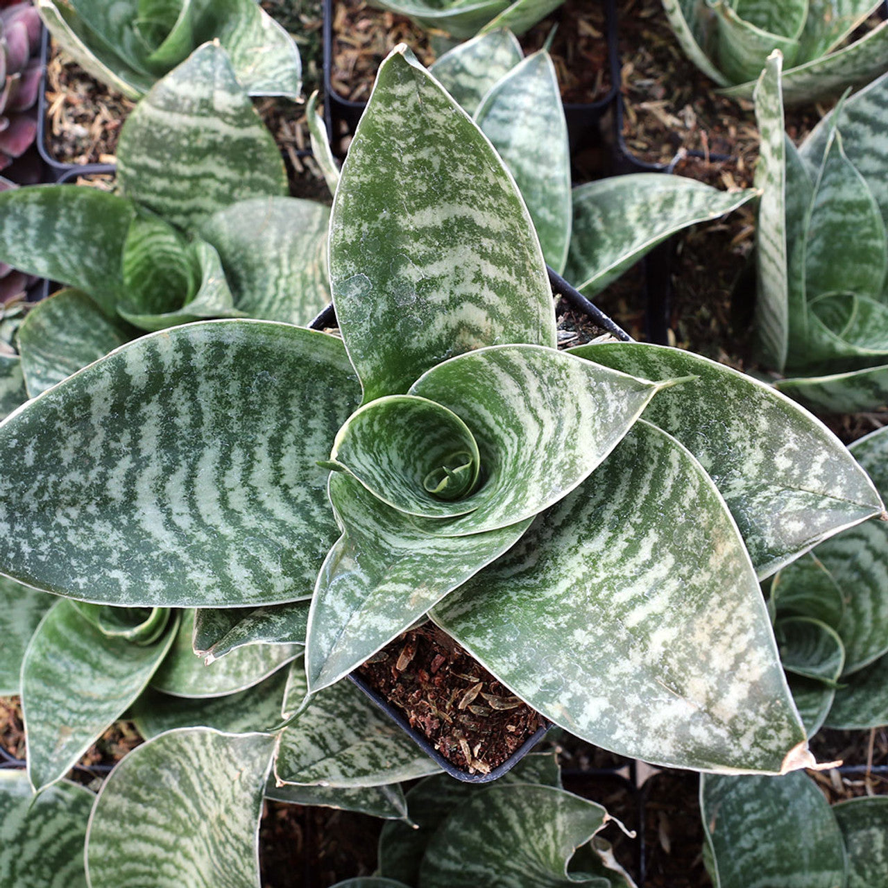 Sansevieria trifasciata 'Hahnii'