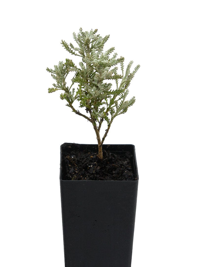Santolina Grey