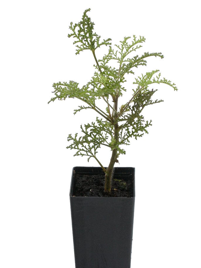 Scented Geranium African Spice