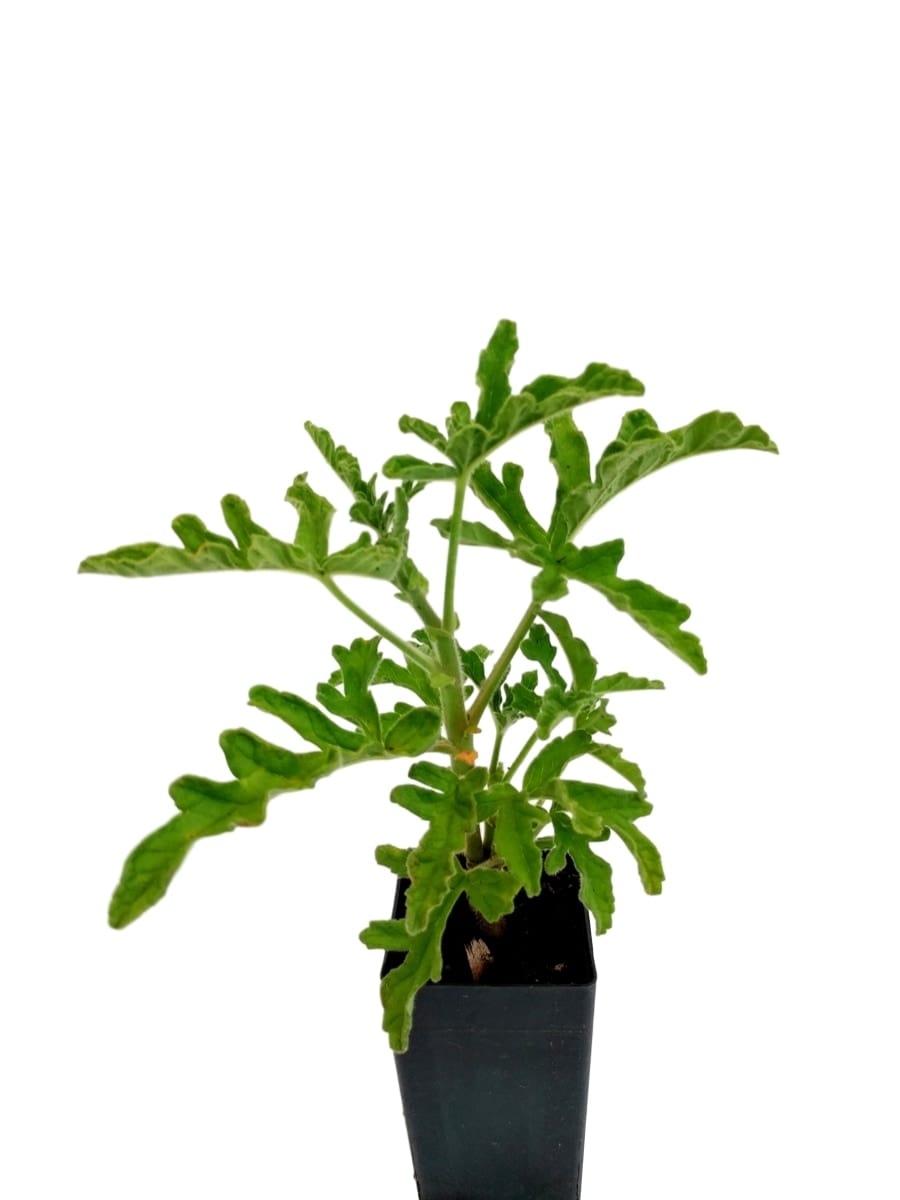 Scented Geranium Robors Lemon Rose