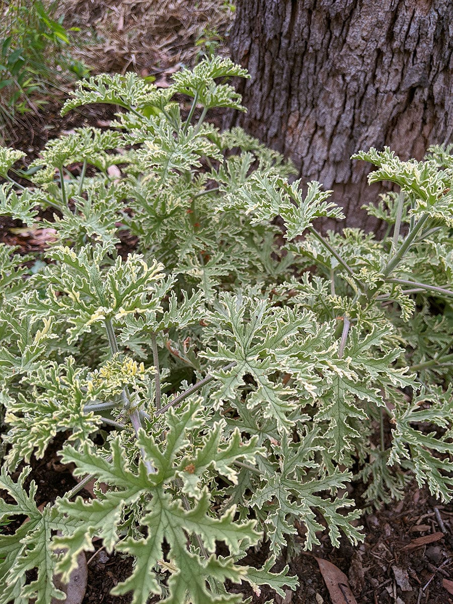 Scented Geranium Variegated Mint Rose