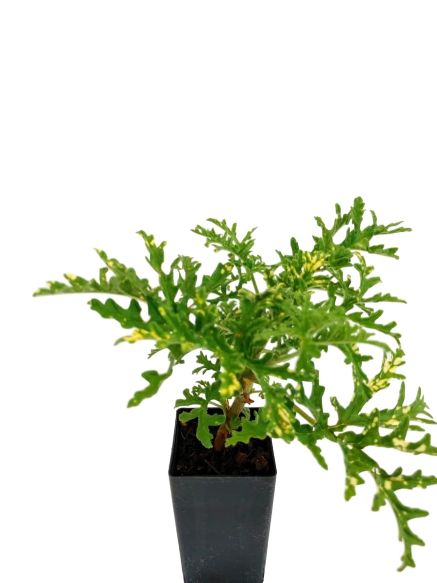 Scented Geranium Variegated