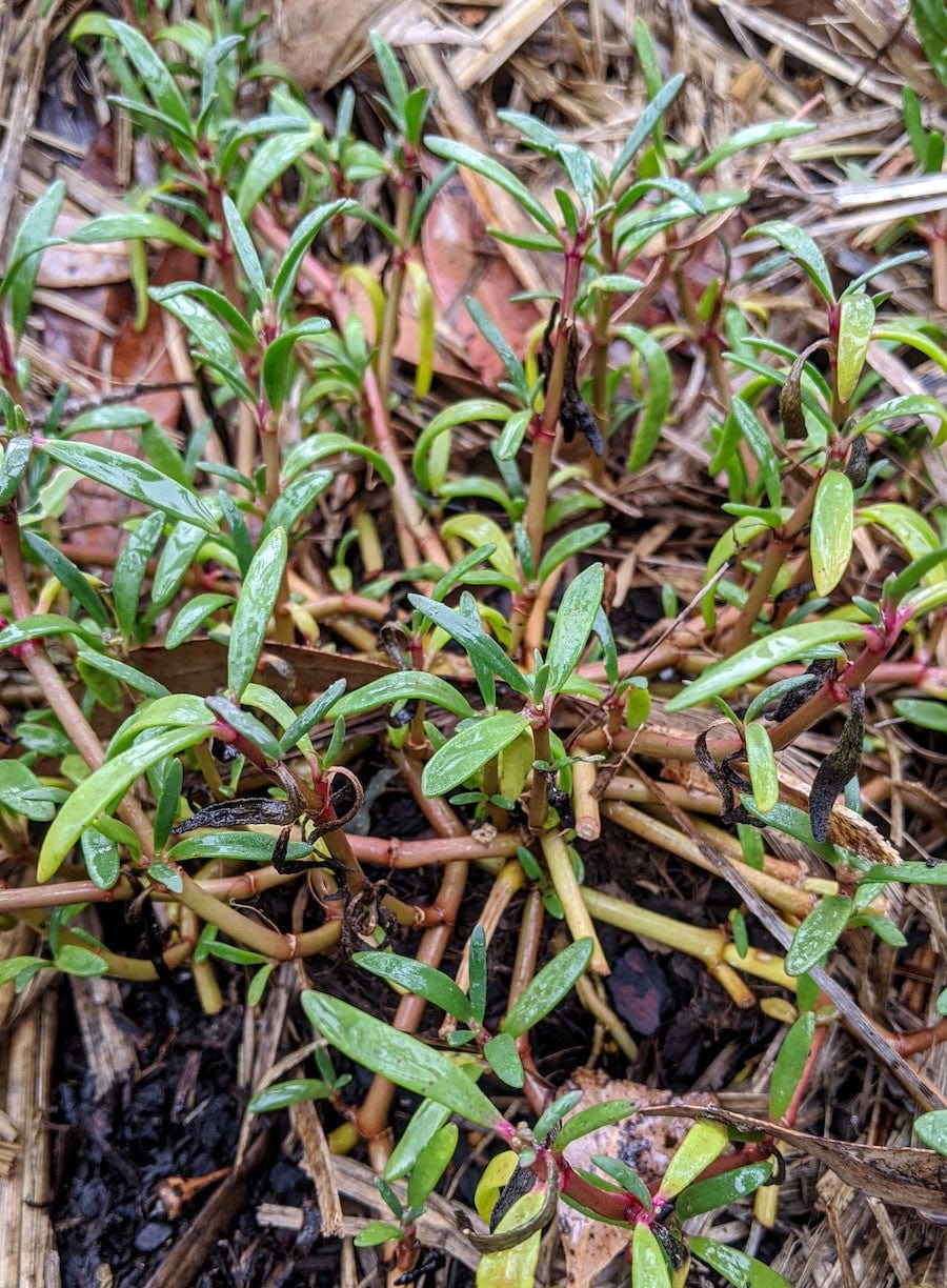 Sea Purslane