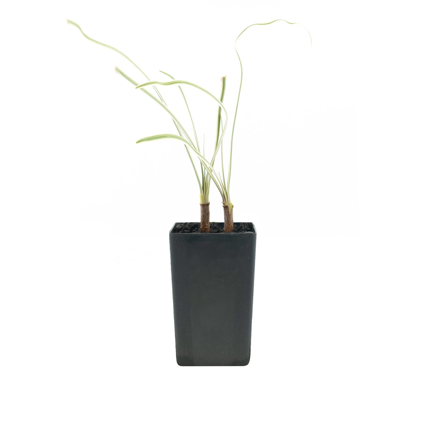 Society Garlic - Variegated
