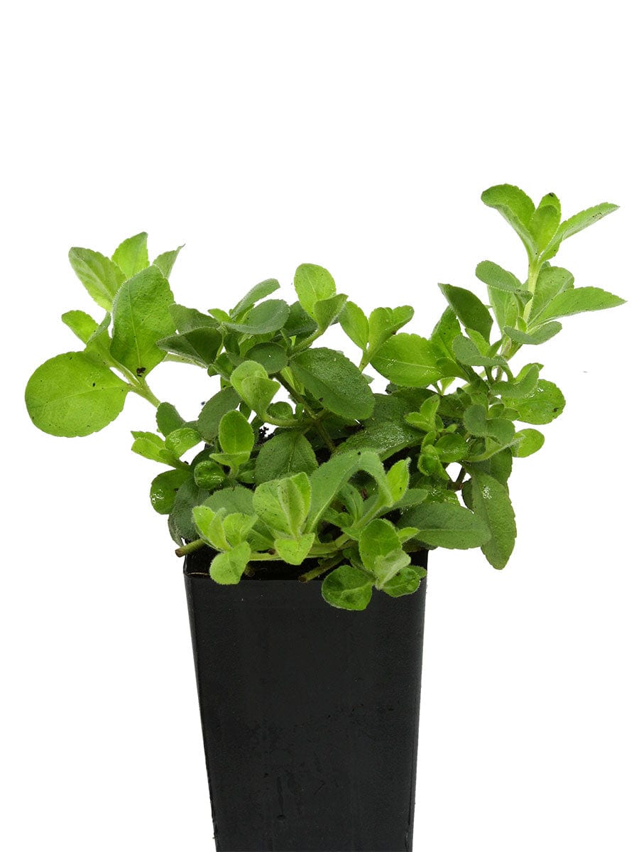 Speedwell