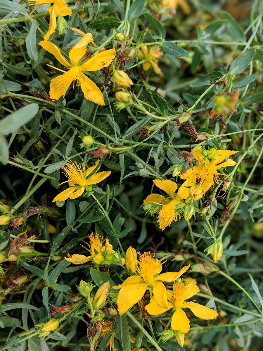 st john's wort leaves