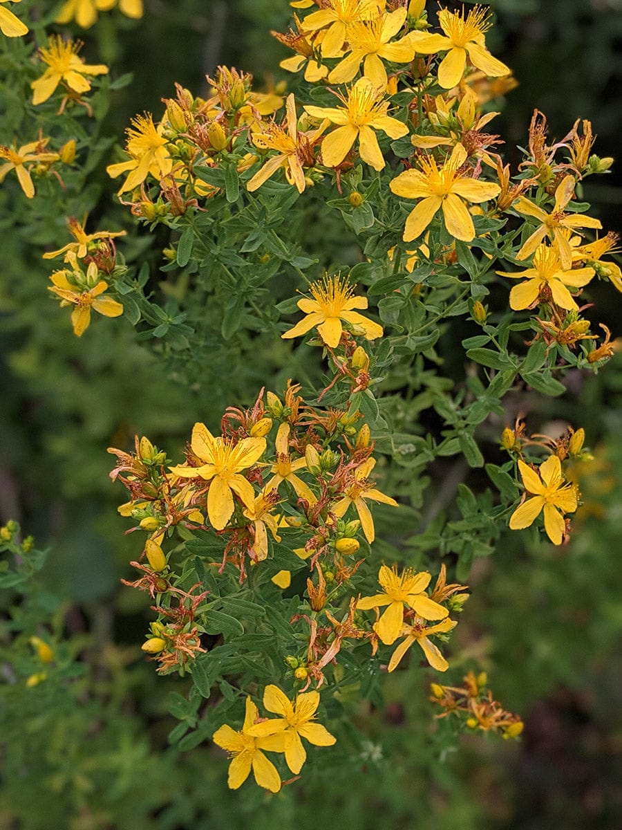 hypericum perforatum