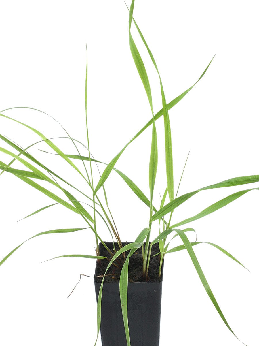 Sweet Grass