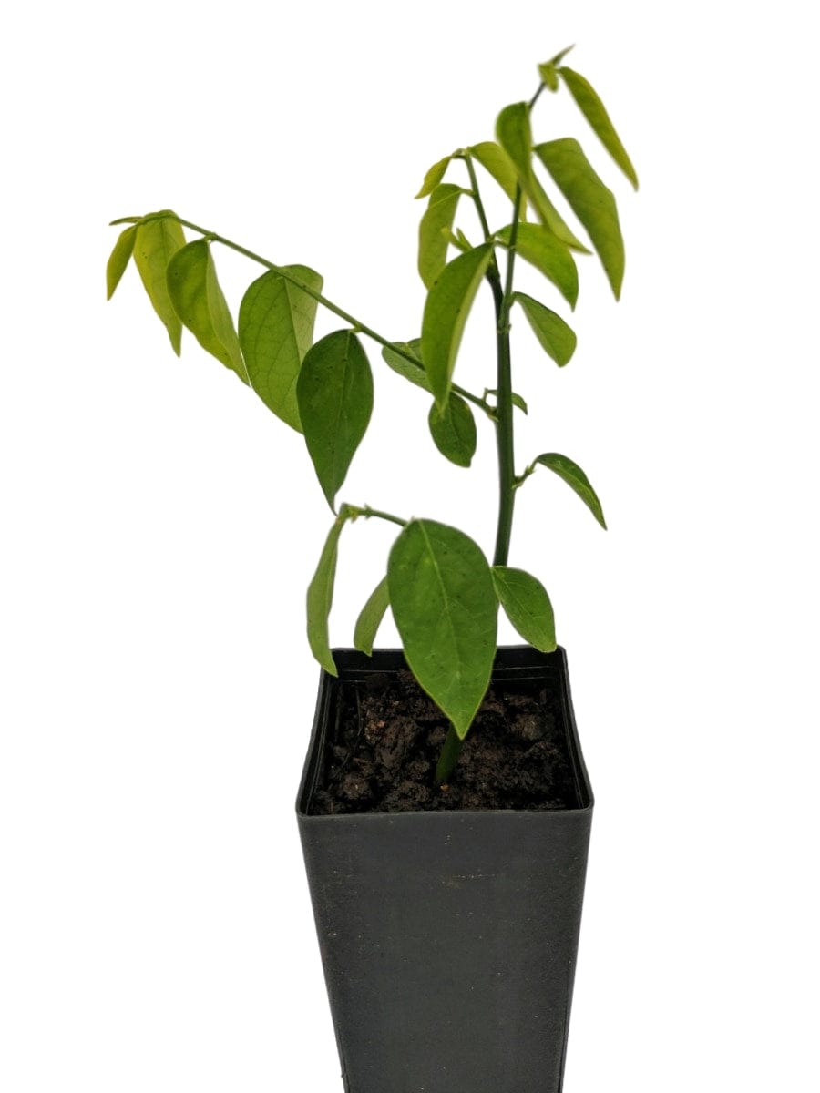 Sweet Leaf